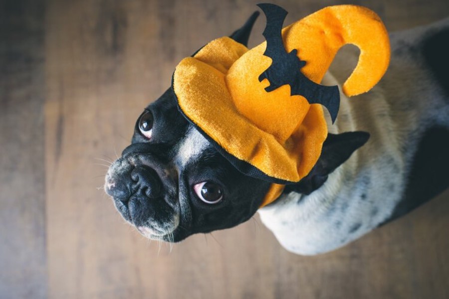 Stazione Novella Doggy Halloween — Central