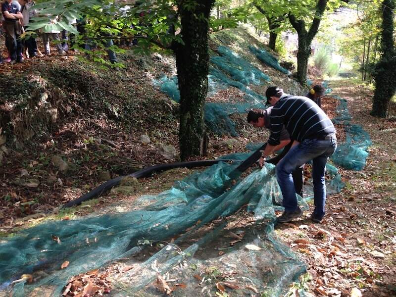 Men gathering chestnuts in a forest in the Ardeche in autumn