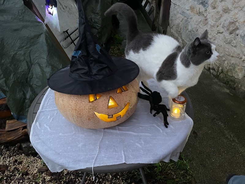 Halloween cat