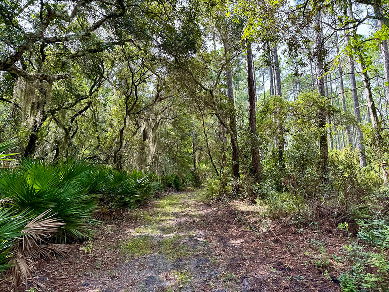 Trail through oak hammock