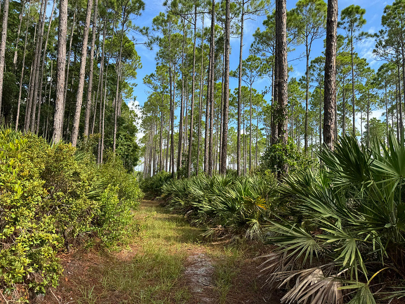 Lush corridor of trail under pines