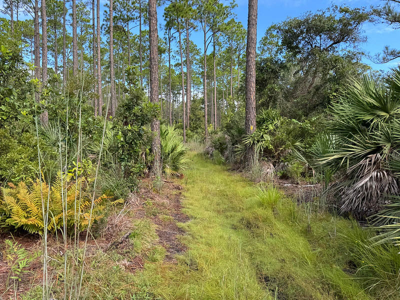 Bright green grass along pinewoods corridor