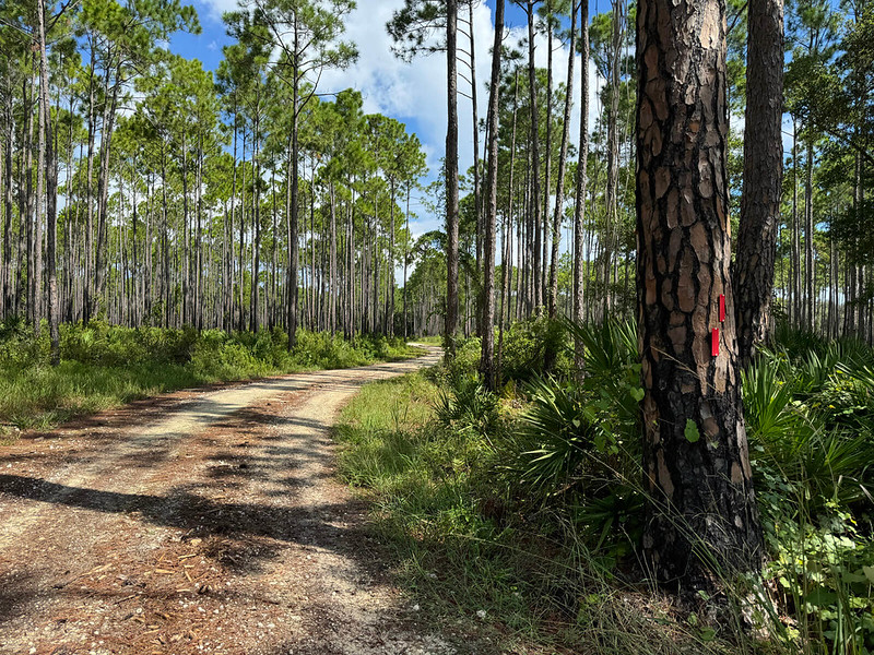 Red blazes on pine along forest road