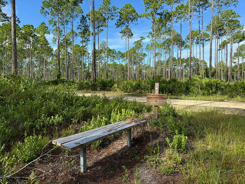 Bench near junction of forest roads in pine forest