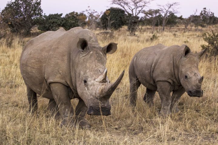 White Rhinos, Kruger National Park