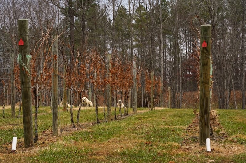 Vineyard dogs keeping us in check