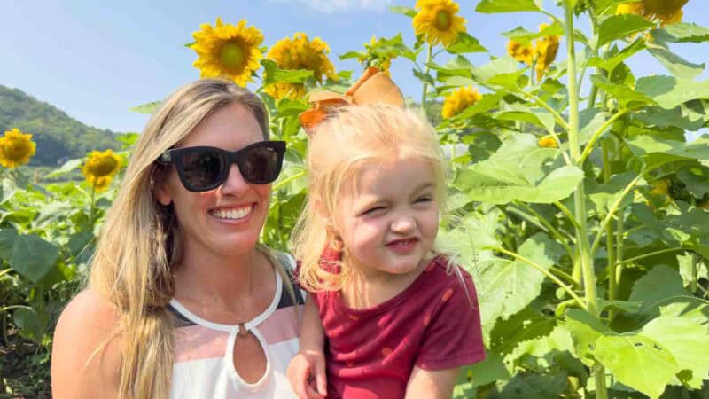 Ferguson Orchard Sunflowers