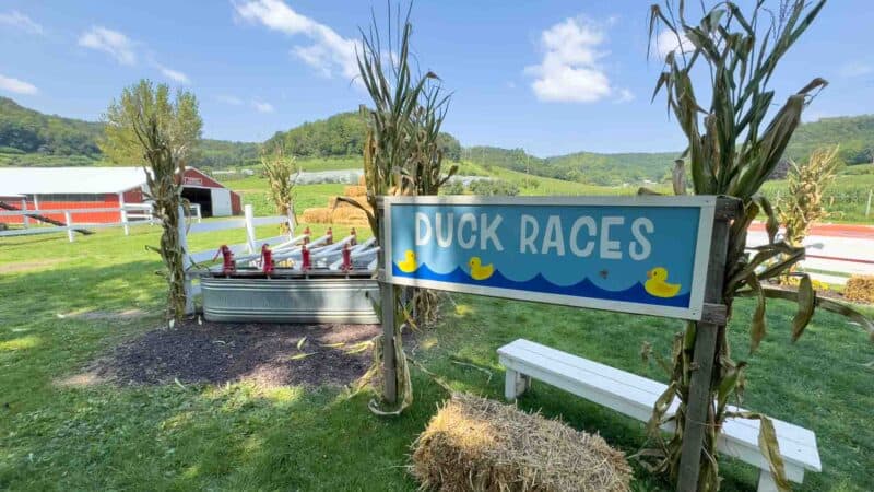 Ferguson Orchard Duck Races