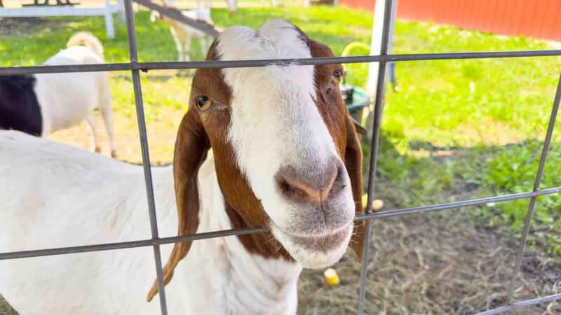 Ferguson Orchard Animals