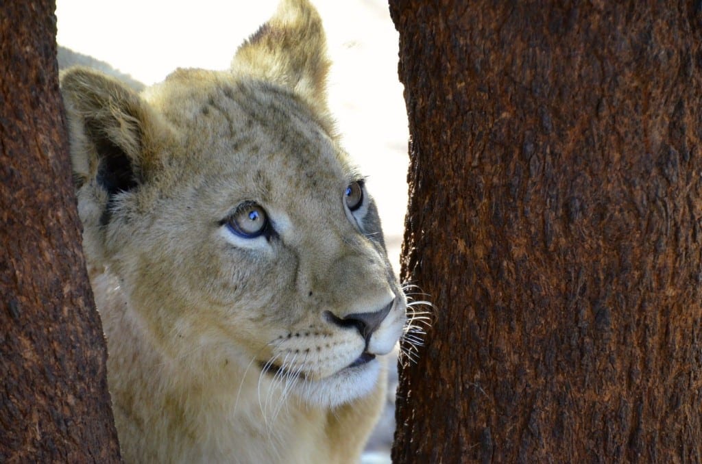 South Africa Lion