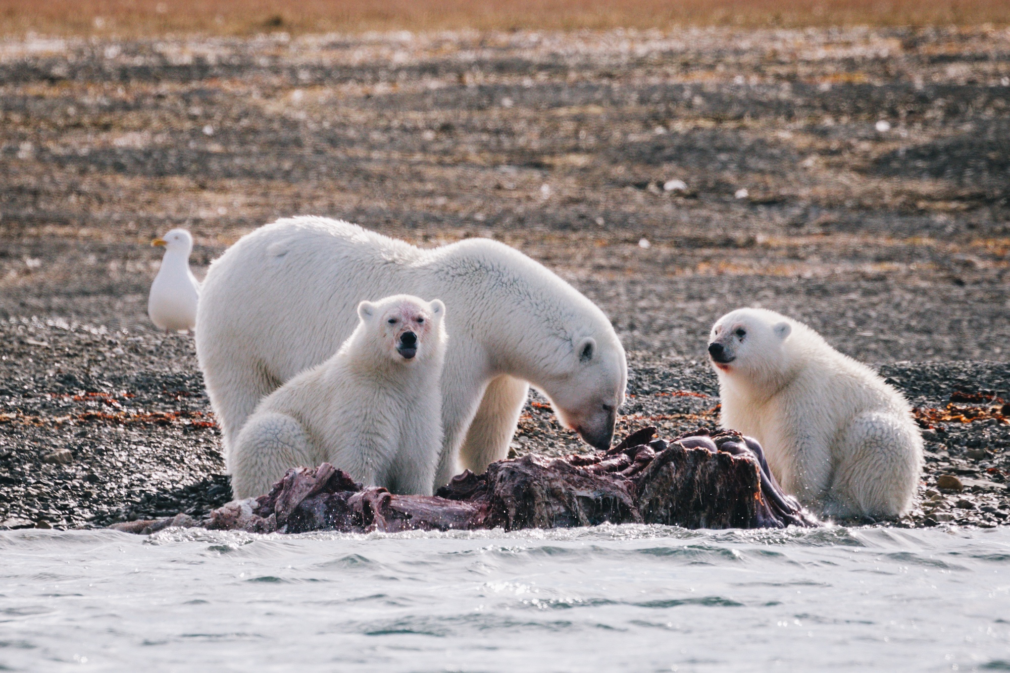 Travel to the Arctic