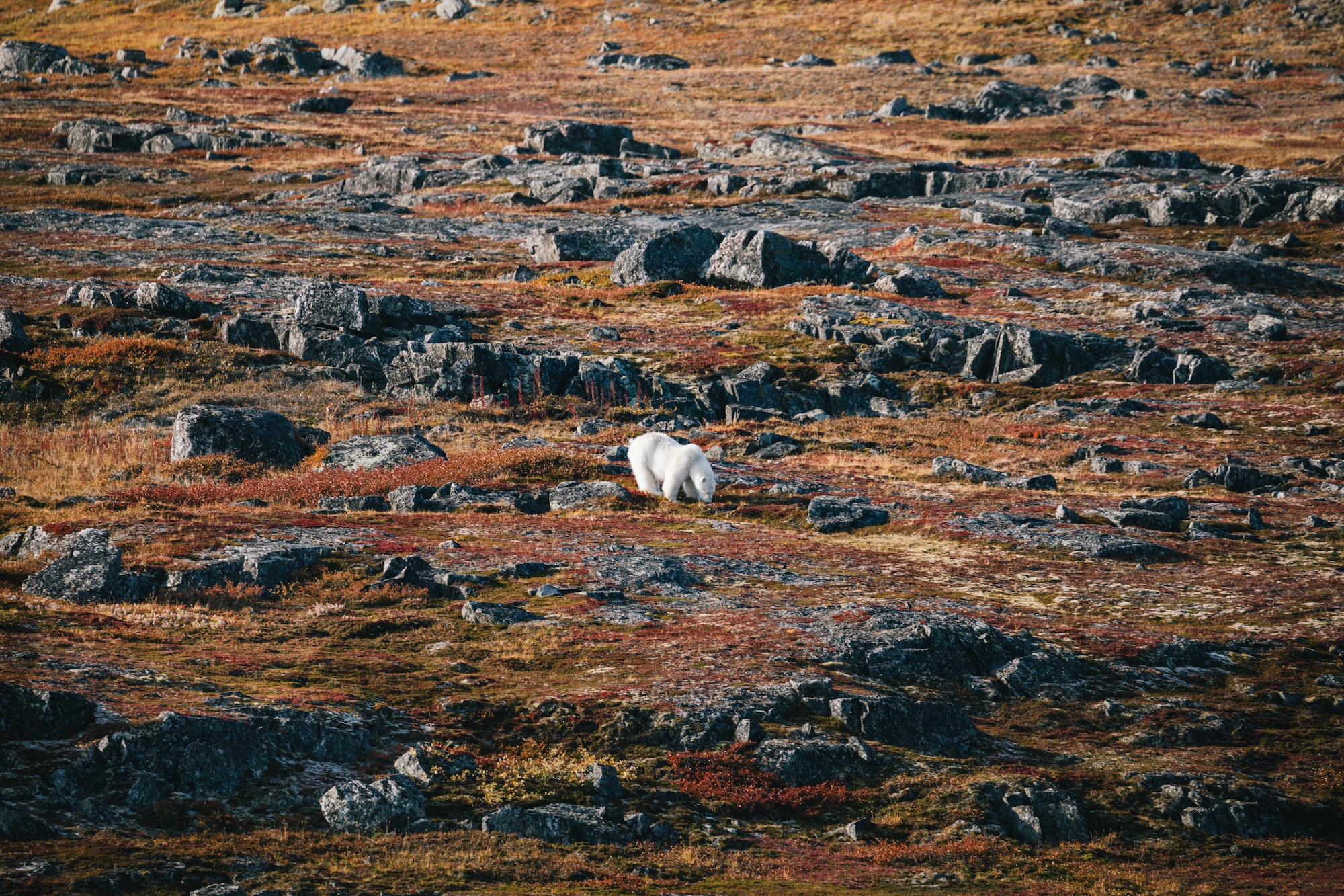 Travel to the Arctic