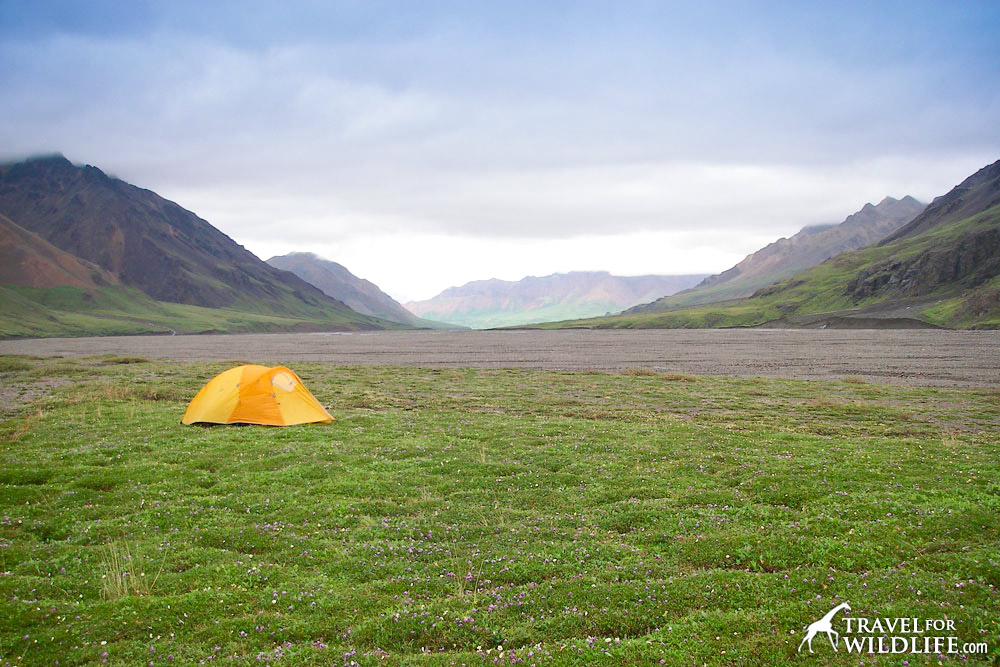 Backcountry camping in Denali