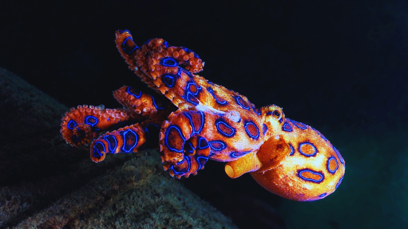 Blue-ringed Octopus