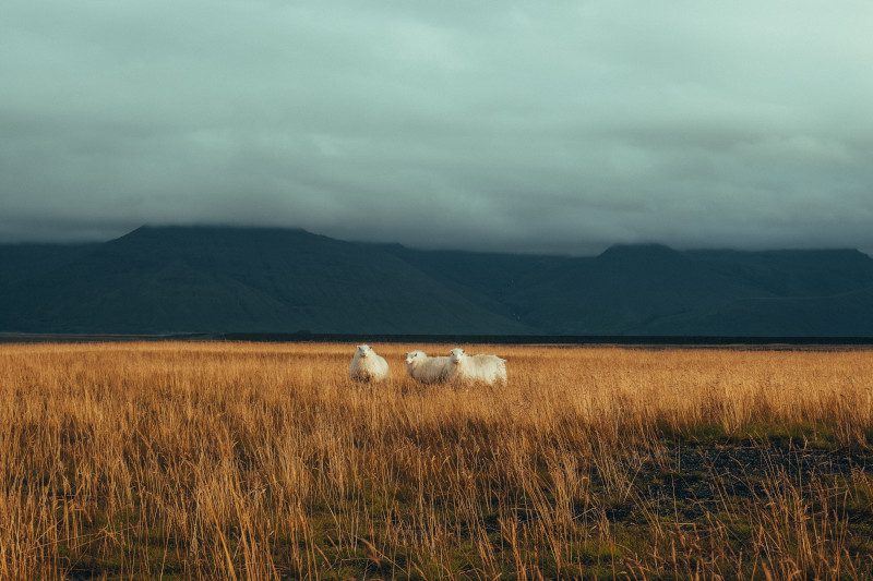 Three sheep in a golden brown field