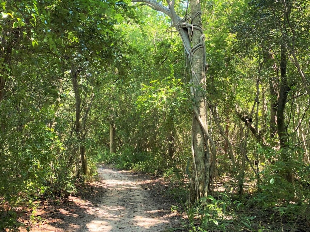 Nature trail at Hugh Taylor Birch State Park