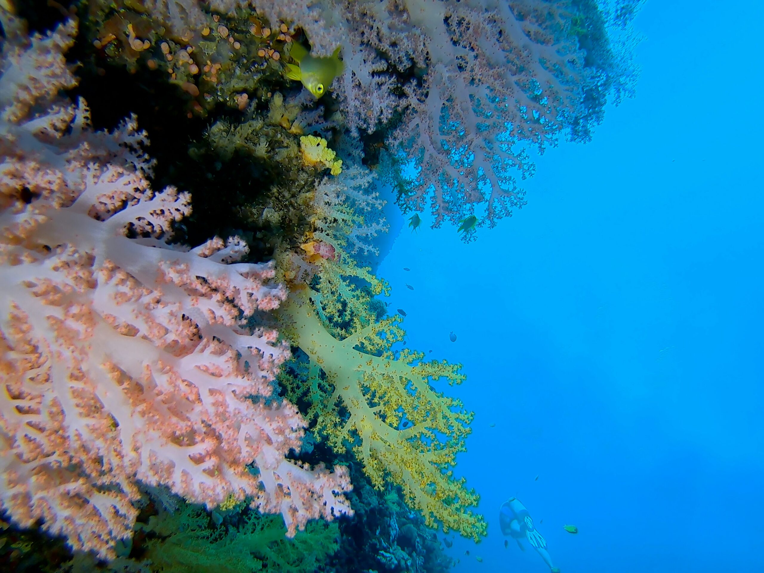 Scuba Diving and Snorkeling in the Philippines