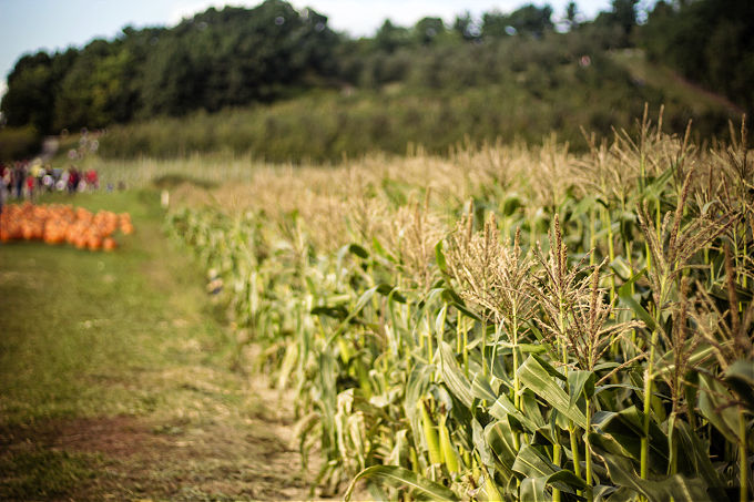 Corn Mazes