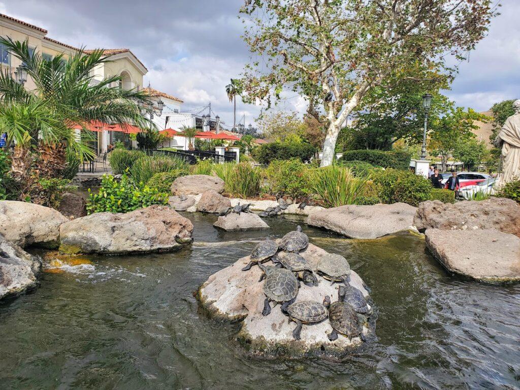 Turtles in the pond at The Commons in Calabasas.