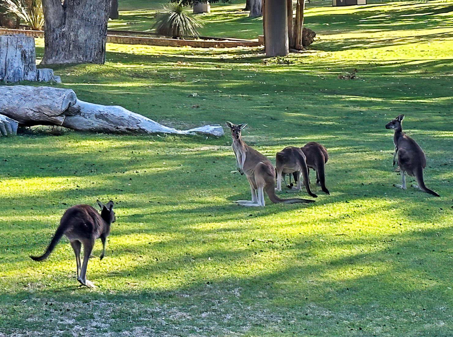 Kangaroos roam freely at Yanchep National Park, our first stop before reaching The Pinnacles