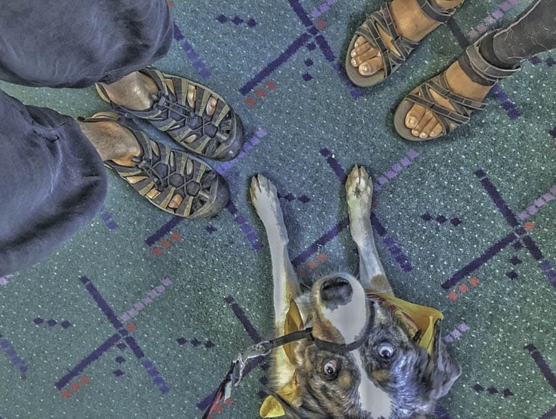 A dog resting on the airport floor.