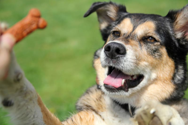 A happy dog enjoying a treat during training.