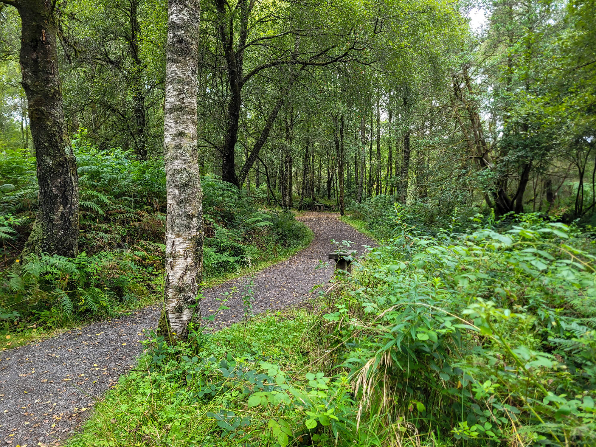 Waterfall Trail in Queen Elizabeth Forest Park at The Lodge, Aberfoyle.