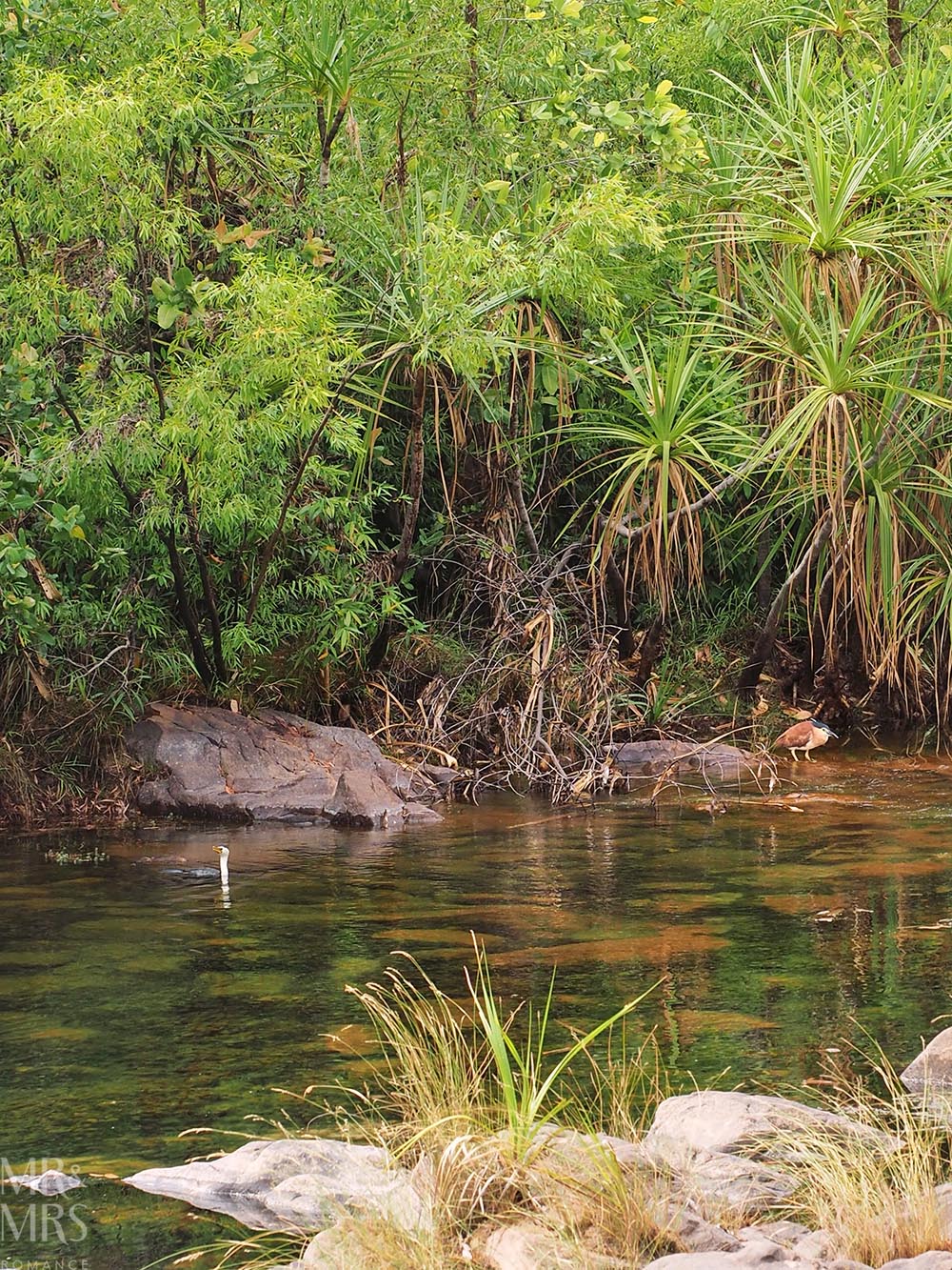 Maguk waterfall in Kakadu - diving bird and bittern