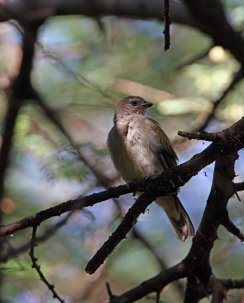 lesser honey guide bird in east africa