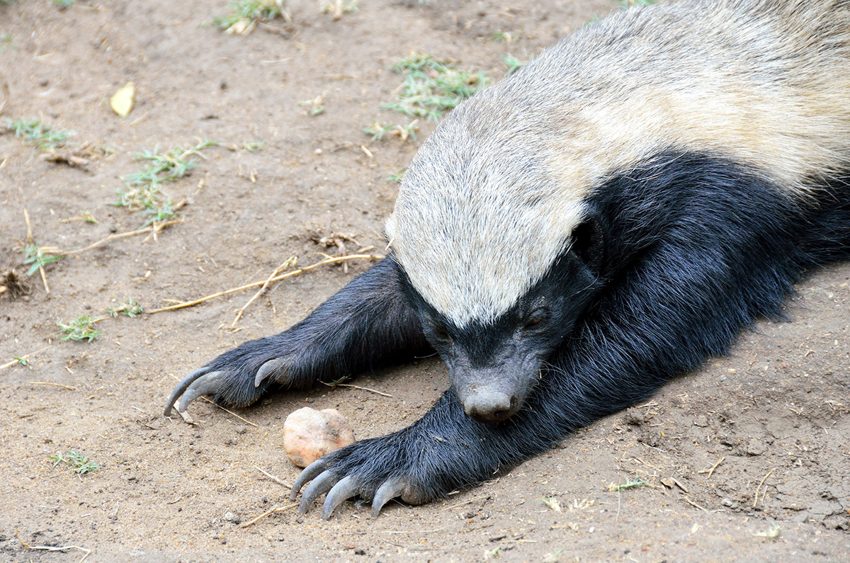 sharp claws of honey badger