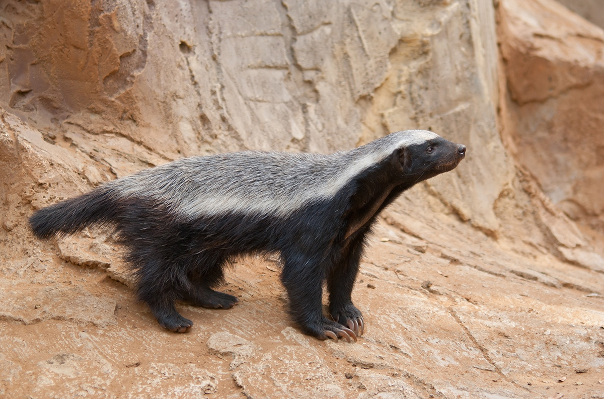 honey badger on rocky outcropping