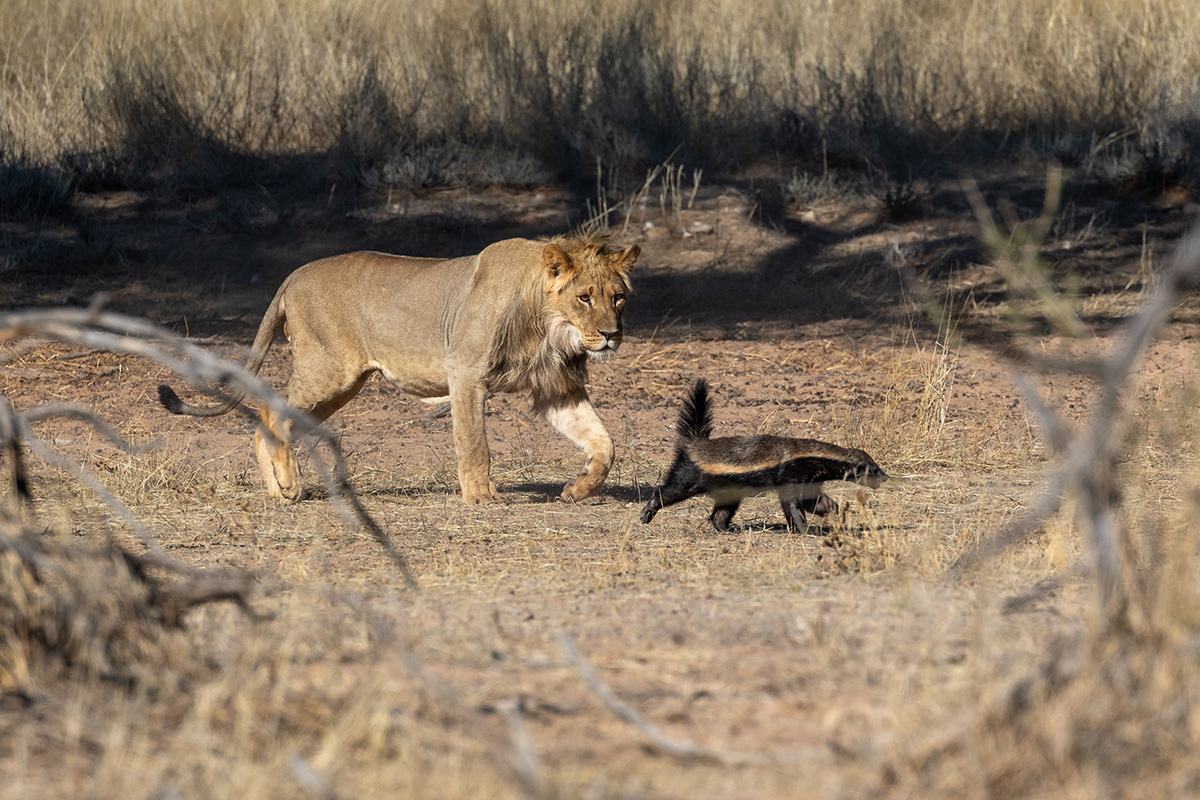 young lion chases honey badger