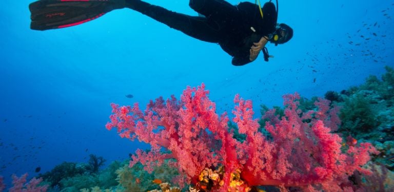 Scuba diver exploring a coral reef