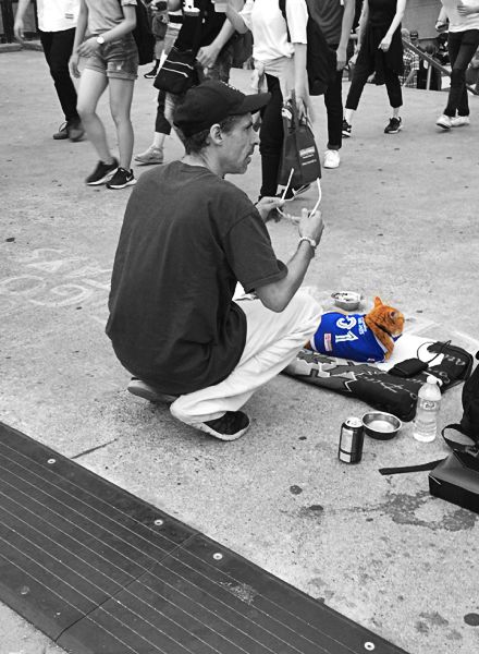 Animals fauna Canada blue jays biggest fan