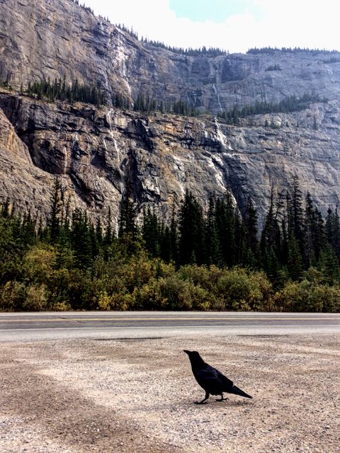 Wild animals fauna Canada