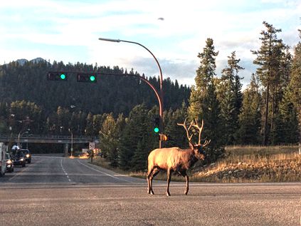 Wild animals fauna Canada