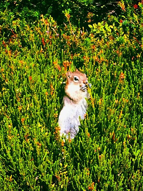 Wild animals fauna Canada