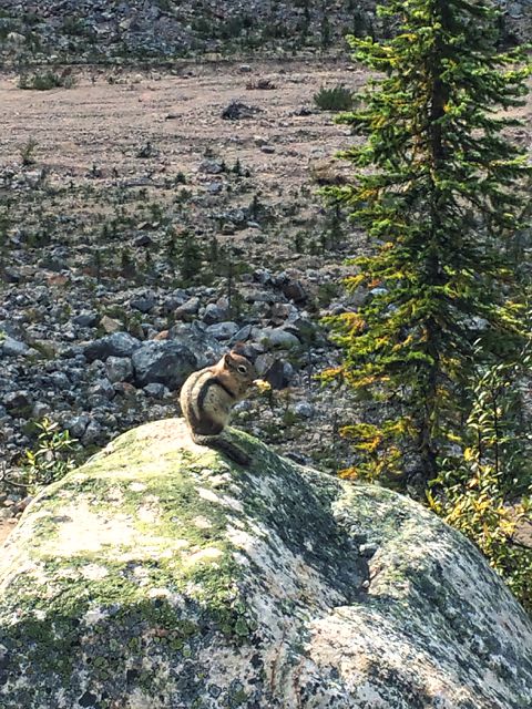 Wild animals fauna Canada