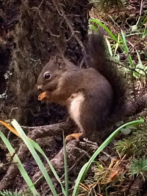 Wild animals fauna Canada