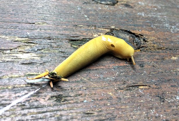 Wild animals fauna Canada banana slug