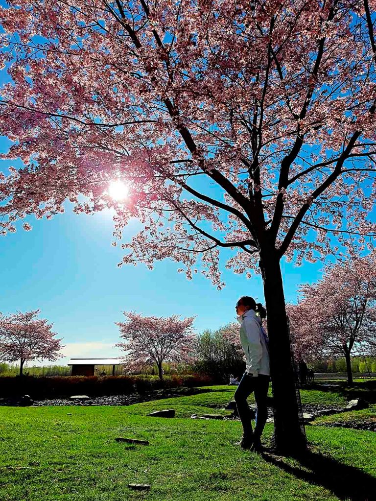 gardenian japanilainen puutarha kirsikkapuisto helsinki