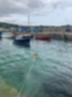 Dog swimming in Coverack Harbour