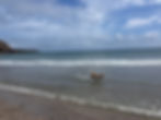 Dog running in the sea at Kennack Sands