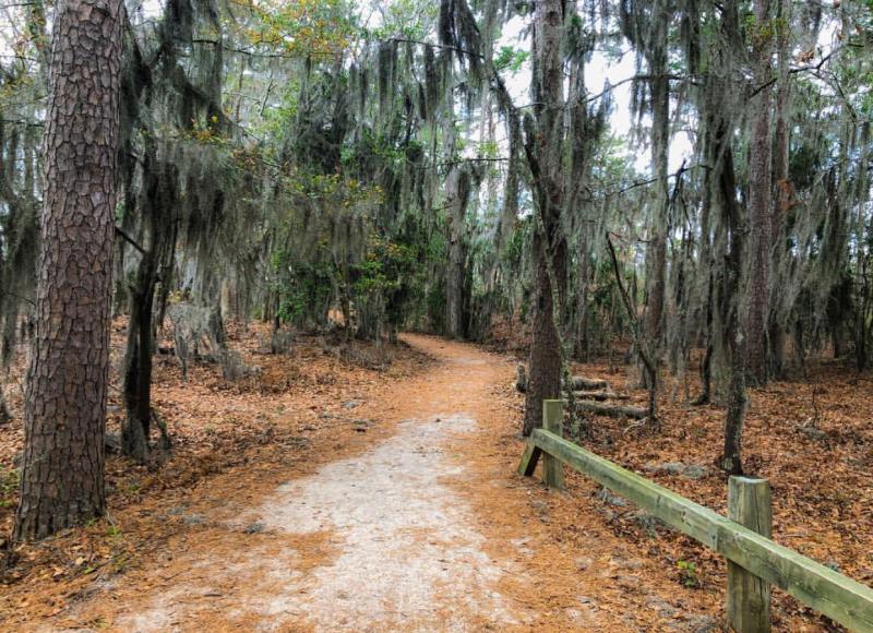 A trail through the maritime forest of First Landing, covered with Spanish moss.