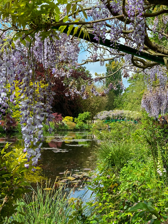 Wisteria in bloom in Monet's Water Garden