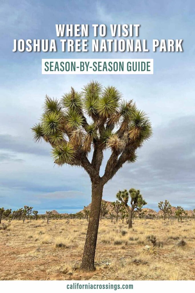 Guide for when to Visit Joshua Tree National Park by season.