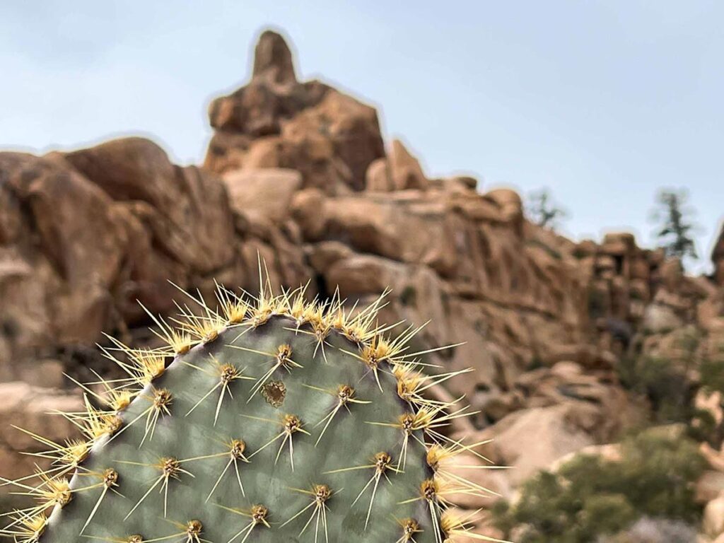 Hidden Valley Trail in Joshua Tree, featuring cacti and unique rock formations.