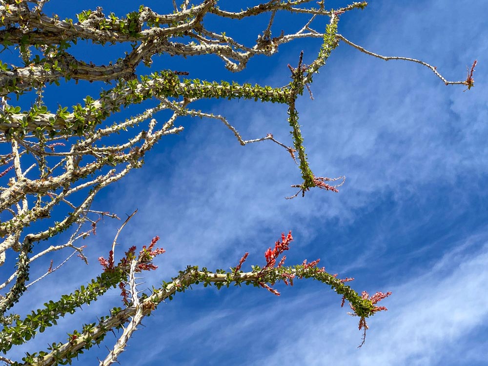 Blooming Octatillo in Joshua Tree.