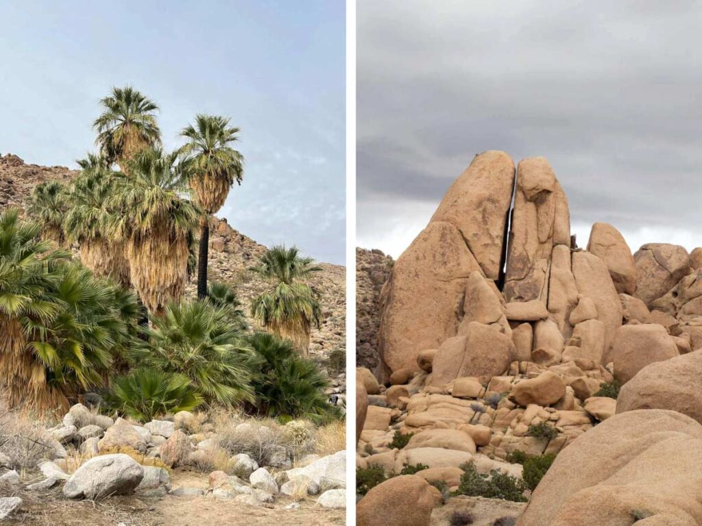 Visiting Joshua Tree, showcasing hidden valley rocks and palm trees.