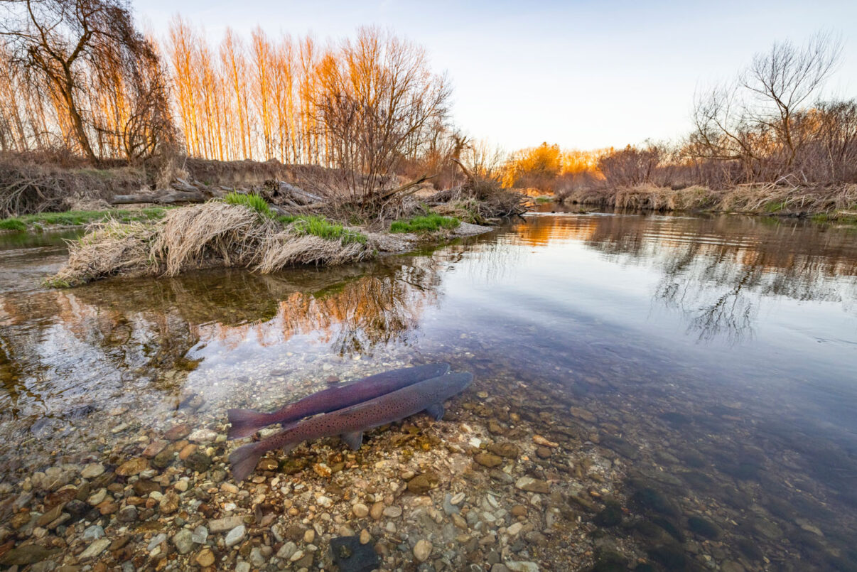 The Huchen, a salmonid species, faces a critical conservation status in Austria due to habitat degradation and overfishing.